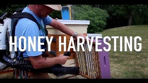 Harvesting Honey