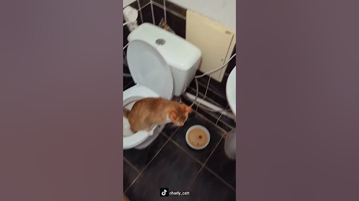 поставил кота на место🤣 #приколы #юмор #кот #ржака