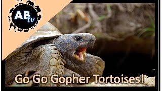 Go Go Gopher Tortoises : Primitive Tim : AnimalBytesTV