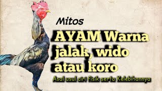 Ayam Bangkok Berwarna Jalak Wido Ciri Dan Keistimewaan