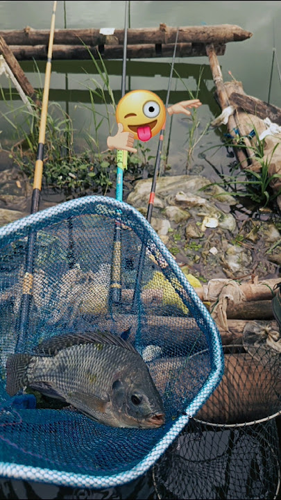 Minggu 15/16/2024 #wkk #wadukkarangkates #mancing #mancingmania #fishing #mancingmaniamalang