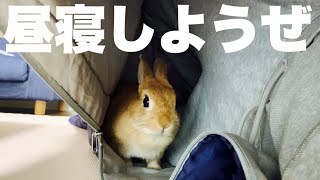 うさぎと一緒に昼寝しようとした結果… #970