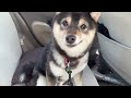 【豆柴】ご飯と人が大好きな柴犬の1日【爪切りに行きました：尻尾プリプリ】Shiba Inu who loves food and humans