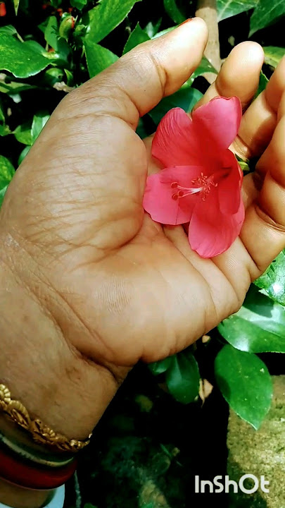 🌺🌺Java full🌺🌺#support #flower #viral #views #subscribe