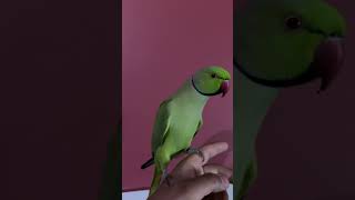 Main tota #maintota #parrot #talkinganimal #birds #talkingparot