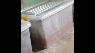 making a distinction between grafting bitter kola and growing bitter kola from cuttings.