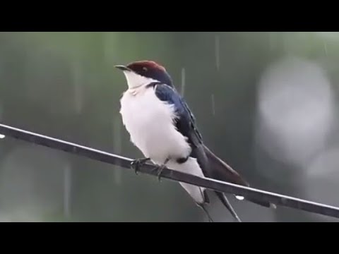 MASTERAN GACOR \u0026 PIKAT BURUNG SWALLOW SRITI SUARA PANCINGAN PARK 2 | KICAU SUARA BURUNG