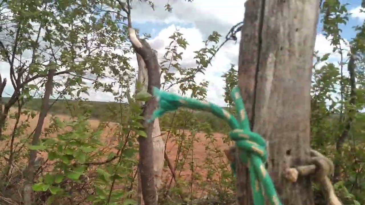 Consultar hoje eu vou soltar a filmagem do trator arado na terra