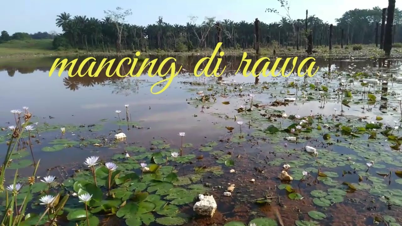 Mancing di rawa fokus pemandangan kerren.