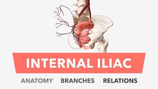 Internal Iliac Artery - Anatomy, Branches & Relations