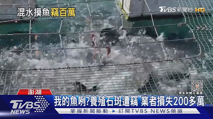 我的鱼咧? 养殖石斑遭窃 业者损失200多万｜TVBS新闻 @TVBSNEWS01 - 天天要闻