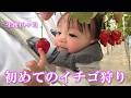 【生後10ヶ月】初めてのイチゴ狩りに挑戦する赤ちゃん