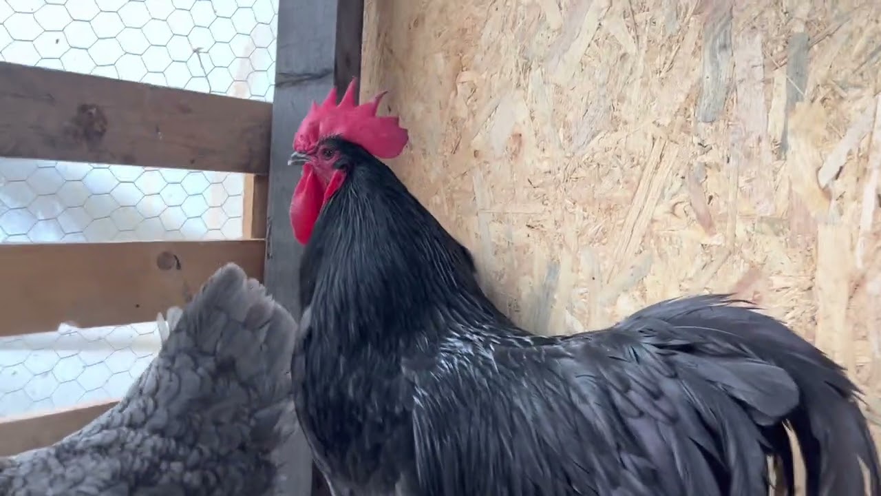 AUSTRALORP BLU