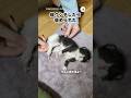 寝ウンチして褒められる子猫｜PECO