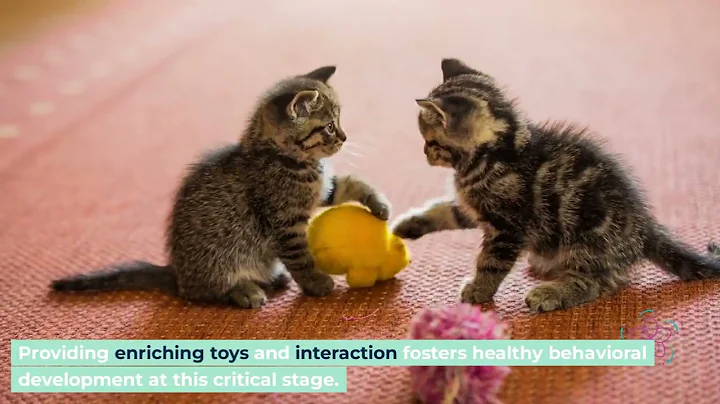 How to Care for a 6 Week Old Kitten: Feeding, Health