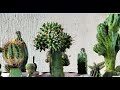 Grafting Cactus of different varieties using Dragon Fruit