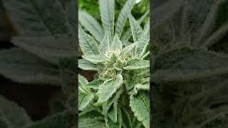 Week 6 tour medical Marijuana cultivation