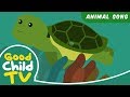 Kids Song The Turtle Song Animal Songs mp3