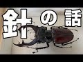 昆虫標本針の話【クワガタムシ】Talk about Insect pins