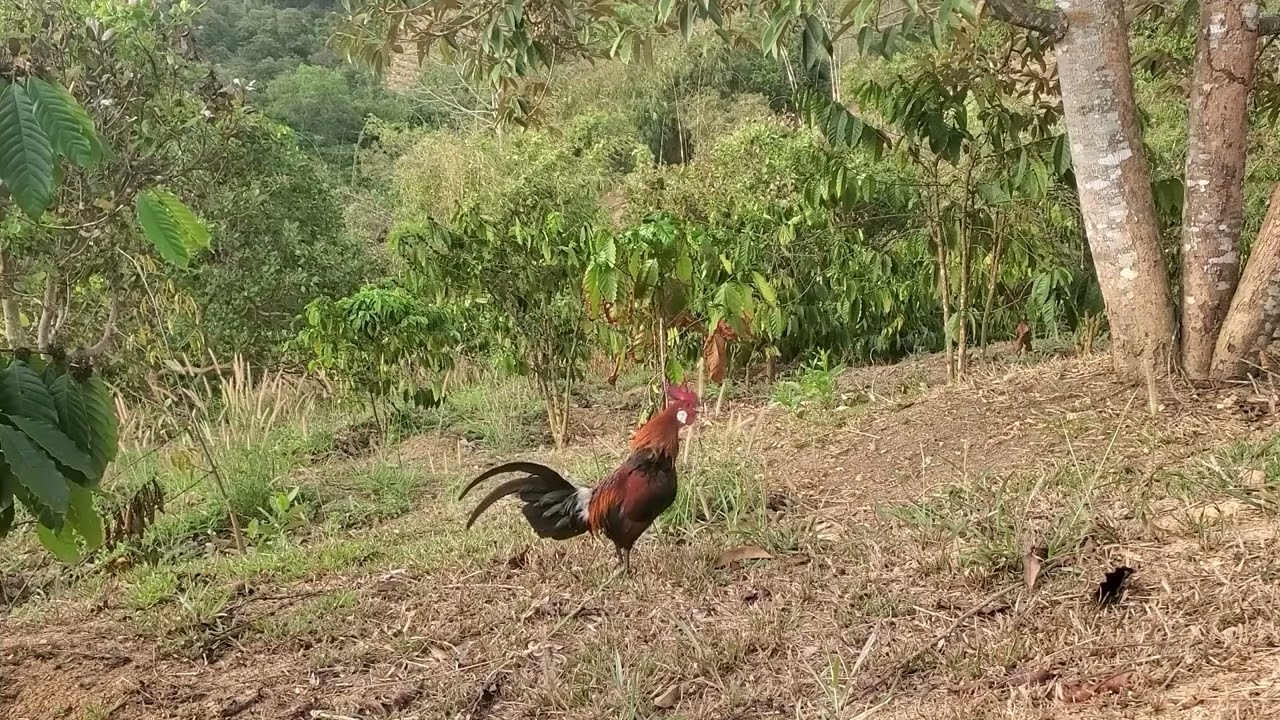 Trap wild chicken on coffee plantation, great bait  02/25/2026