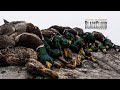 Washington Green Heads | Black Cloud at Eagle Lakes