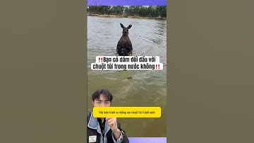 ‼️Bạn có dám đối đầu với chuột túi trong nước không‼️ #trendingshorts #shortvideo