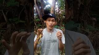 Download Lagu Suara anjing jantan memanggil betina MP3