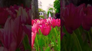 “This deserves to be on your feed 🌸📲”#shymkent#kazakhstan #travel #kazakhstannature  #viral