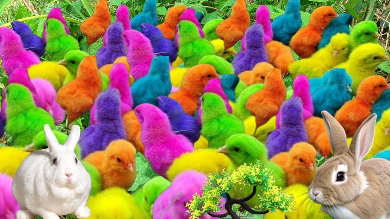 PLAYING WITH RAINBOW CHICKS AND BUNNY COLORFUL BALLS || CATCH THE FUNNY RAINBOW CHICKS