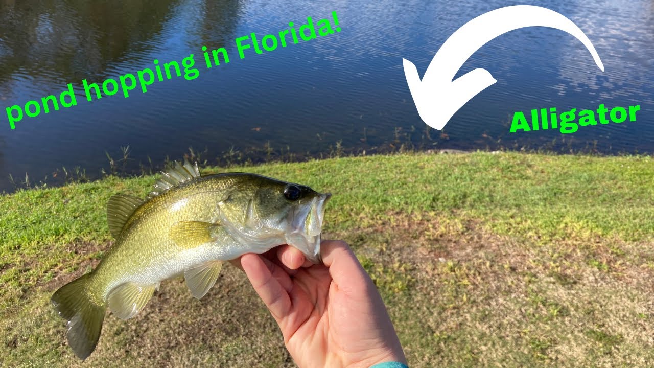 Pond hopping in Florida! (Alligators) bassfishing explore Bass
