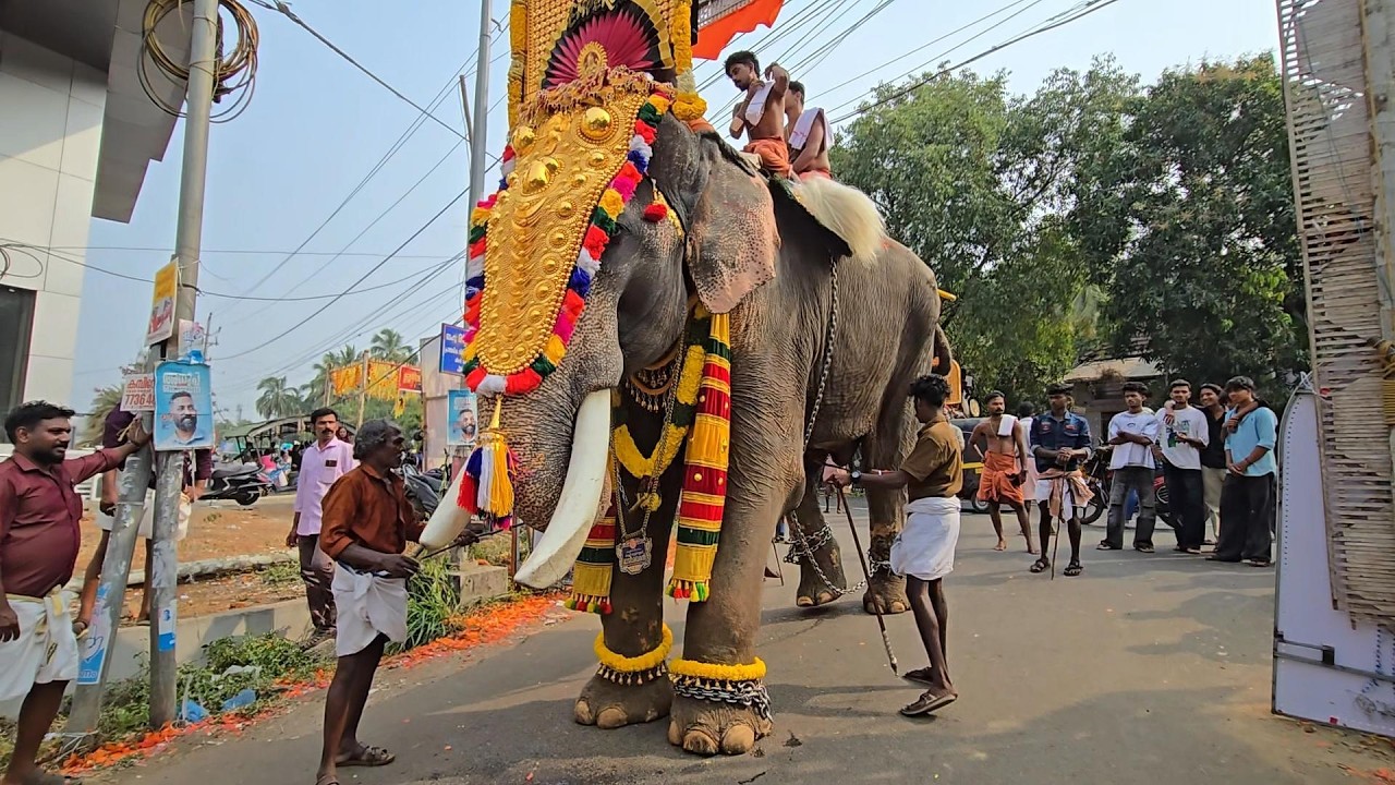 ആന അശോകേട്ടനെ തട്ടിയിടാനുള്ള കാരണമെന്താണെന്ന് അറിയില്ല Cherpulassery rajasekaran  #mhkmakers