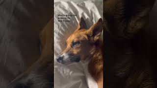 30 seconds dog ASMR 🐕 Poppy sleeping like a human