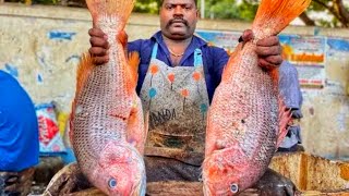 KASIMEDU SPEED SELVAM 🔥SNAPPER   FISH, ,,,,COBIA  FISH  CUTTING  AT  KASIMEDU