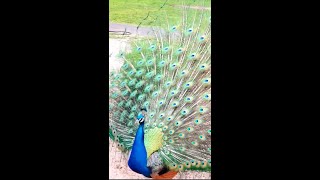 Beautiful Peacock by Tourism Zone 875 views 1 year ago 1 minute, 50 seconds