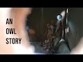 An Owl Story