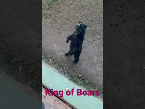 Spectacled Bear