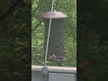 The Feeder #nature #birds #bird #wildlife #animals #naturelovers #natural