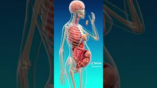 what happens inside your body during pregnancy #health #ai #safety