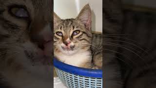 My poor cat eyes infection 😭 |  #cat #catlover #pets #cate #cute #cuteworld #btsarmy #shorts