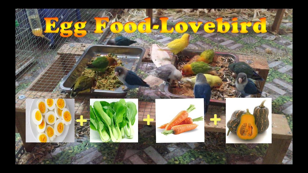 Egg food for Lovebird Best meLovebird YouTube