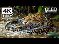 4K HDR 60FPS - Dolby Vision 4K Video Screen Test with Relaxing Music