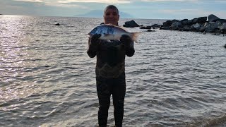 Dentex Diş Sinarit Baba 🐟
