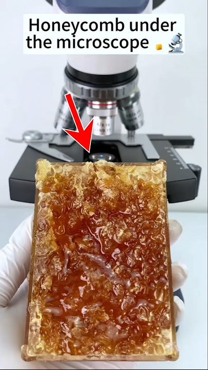 Apa yang ada didalam madu yang mungkin kalian belum tahu #shorts