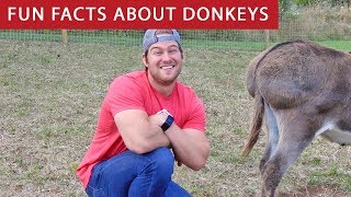 5 Fun Facts About Donkeys Ep. 1