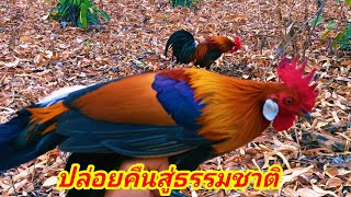 ต่อไก่ป่าล่าสุดep73 พาพ่อพันธุ์ออกต่อหมานสุดๆ ไก่ป่าสวยมาก ปล่อยคืนสู่ธรรมชาติ #ธรรมชาติ#มาเเรง