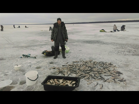 ловля плотвы весной на ладоге ловля плотвы весной на ладоге