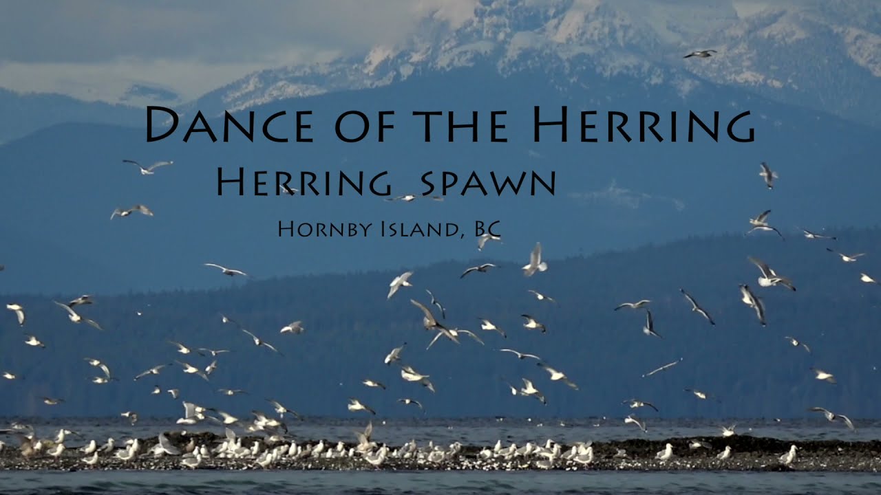 Dance of the Herring, Herring Spawn, Hornby Island, BC