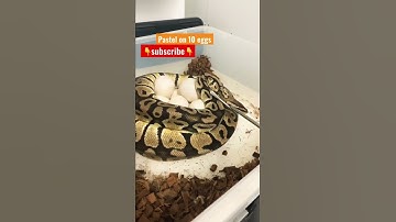 Python on eggs 🥰    #shorts #ballpython #snake