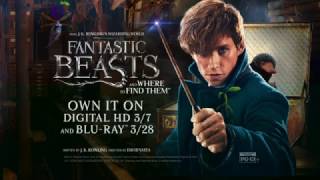 Videos Fantastic Beasts New Dvdbd Clips Of Obscurus Deleted Scene