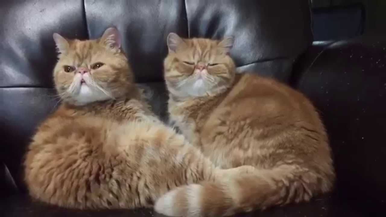 video phone beyonce mp3 Bed Head - Seamus & Angus